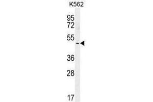 TBX6 Antibody (C-term) western blot analysis in K562 cell line lysates (35 µg/lane).