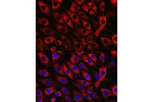 Immunofluorescence analysis of NIH/3T3 cells using UFL1 Rabbit pAb (ABIN7271213) at dilution of 1:50 (40x lens). (UFL1 Antikörper)