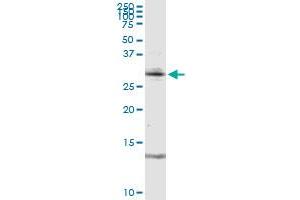 RAG2 MaxPab rabbit polyclonal antibody. (RAG2 Antikörper  (AA 1-527))