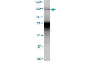 WHSC1 MaxPab polyclonal antibody. (WHSC1 Antikörper  (AA 1-647))