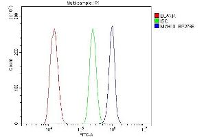 Flow Cytometry analysis of ANA-1 cells using anti-non-muscle Myosin IIB/MYH10 antibody (ABIN7603186). (MYH10 Antikörper  (N-Term))