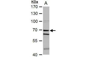 WB Image SHP1 antibody detects SHP1 protein by western blot analysis. (SHP1 Antikörper)