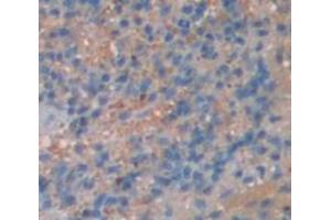 IHC-P analysis of Mouse Tissue, with DAB staining. (ITK Antikörper  (AA 368-625))