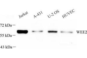 Western blot analysis of WEE2 (ABIN7076224),at dilution of 1: 600 (WEE2 Antikörper)