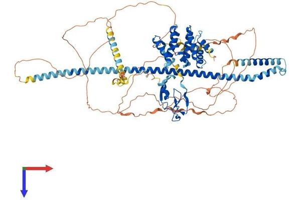 HGS Protein (AA 1-775) (His tag)