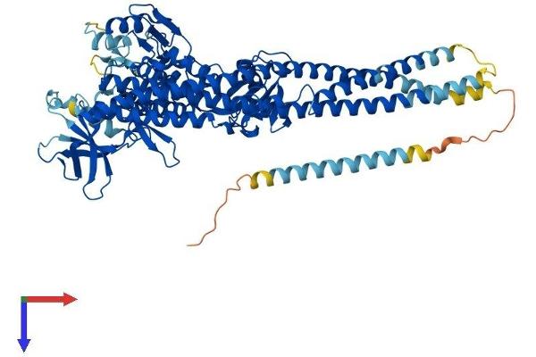 TBK1 Protein (AA 1-729) (His tag)