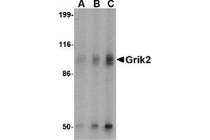 Western Blotting (WB) image for anti-Glutamate Receptor, Ionotropic, Kainate 2 (GRIK2) antibody (ABIN1030201) (GRIK2 Antikörper)