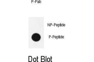 Dot blot analysis of anti-phospho-Sox2-p Phospho-specific Pab (ABIN650887 and ABIN2839829) on nitrocellulose membrane. (SOX2 Antikörper  (pSer246))
