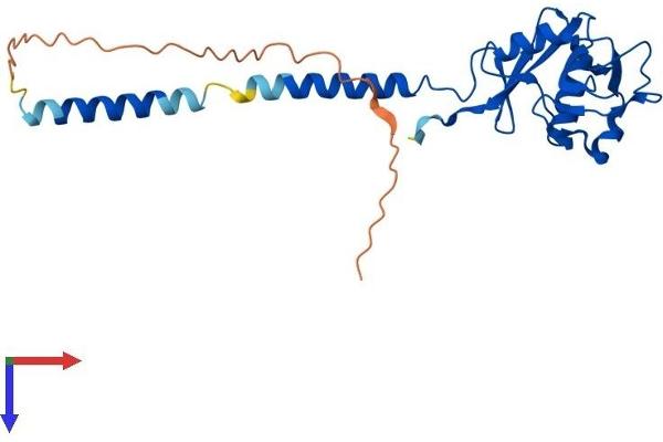 CD209a Antigen Protein (CD209A) (AA 1-238) (His tag)