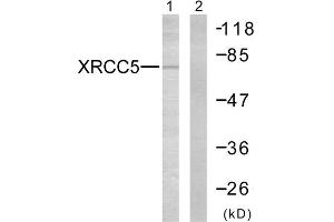 Western blot analysis of extracts from Jurkat cells, using XRCC5 antibody. (XRCC5 Antikörper  (C-Term))