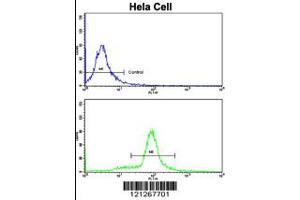 Flow cytometric analysis of hela cells using SRP72 Antibody (bottom histogram) compared to a negative control cell (top histogram). (SRP72 Antikörper  (AA 119-148))