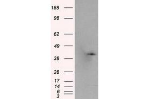 Western Blotting (WB) image for anti-Pleckstrin (PLEK) antibody (ABIN1500272) (Pleckstrin Antikörper)