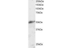 ABIN184763 staining (2µg/ml) of Human Kidney lysate (RIPA buffer, 30µg total protein per lane). (KLF8 Antikörper  (N-Term))