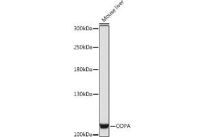 Western blot analysis of extracts of Mouse liver, using COPA Rabbit pAb (ABIN7266424) at 1:1000 dilution. (COPA Antikörper  (AA 550-650))