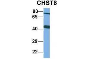 Host:  Rabbit  Target Name:  CHST8  Sample Type:  Human Adult Placenta  Antibody Dilution:  1.