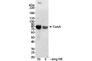 Western Blotting (WB) image for anti-CoaA (AA 150-200) antibody (ABIN7449380) (CoaA (AA 150-200) Antikörper)