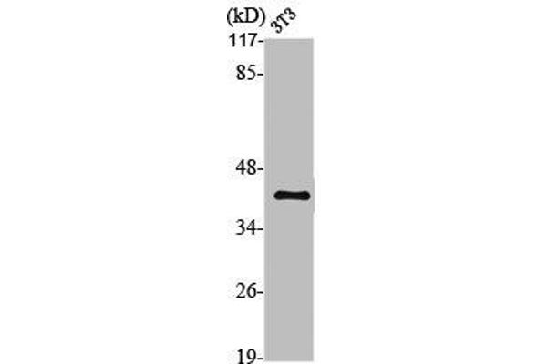 MC5 Receptor Antikörper  (C-Term)