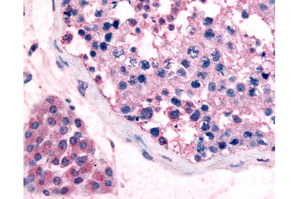 GPR18 Antikörper  (Cytoplasmic Domain)