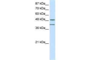 Western Blotting (WB) image for anti-RAE1 RNA Export 1 Homolog (S. Pombe) (RAE1) antibody (ABIN2462089)