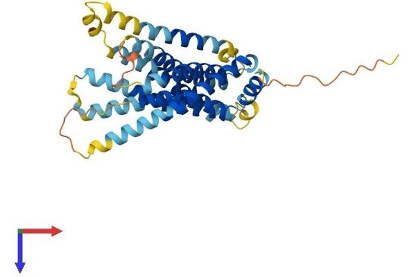 GPR146 Protein (AA 1-333) (His tag)