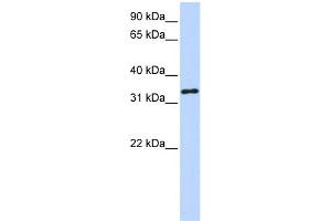 WB Suggested Anti-HAAO Antibody Titration:  0. (HAAO Antikörper  (N-Term))