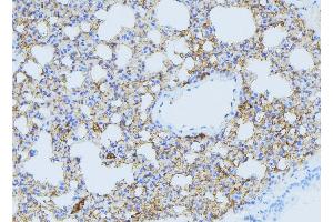 ABIN6275060 at 1/100 staining Mouse lung tissue by IHC-P. (DHODH Antikörper  (Internal Region))