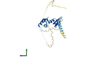 AlphaFold protein structure predicition of Human Recombinant NACA2 Protein, UniprotID Q9H009
