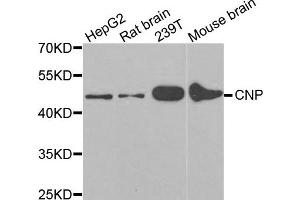Western Blotting (WB) image for anti-2',3'-Cyclic Nucleotide 3' phosphodiesterase (CNP) antibody (ABIN1980117)