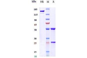 Anti-RTN4 / NOGO Reference Antibody (ozanezumab) on SDS-PAGE under reducing (R) condition.