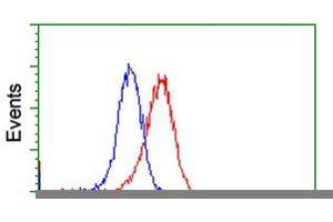 HEK293T cells transfected with either RC212185 overexpress plasmid (Red) or empty vector control plasmid (Blue) were immunostained by anti-VWA5A antibody (ABIN2453785), and then analyzed by flow cytometry. (VWA5A Antikörper)