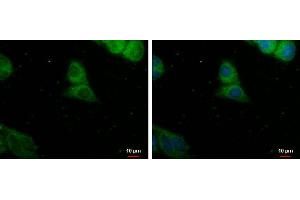 ICC/IF Image PDE8A antibody detects PDE8A protein at cytoplasm by immunofluorescent analysis. (PDE8A Antikörper)