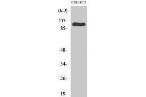 Western Blotting (WB) image for anti-Glutamate Receptor 1 (GLUR1) (Ser43) antibody (ABIN3184806)