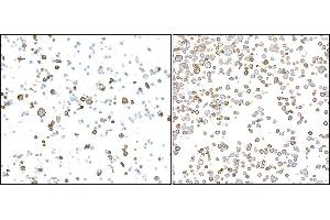 anti-CD16 (CD16) (AA 21-201) antibody