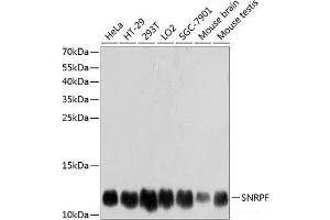 Western blot analysis of extracts of various cell lines using SNRPF Polyclonal Antibody at dilution of 1:3000. (SNRPF Antikörper)
