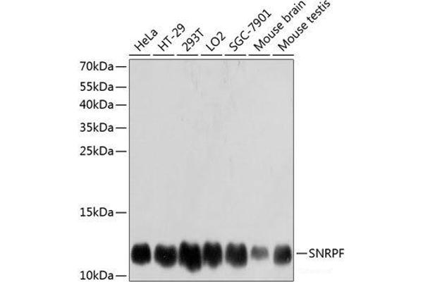 SNRPF Antikörper