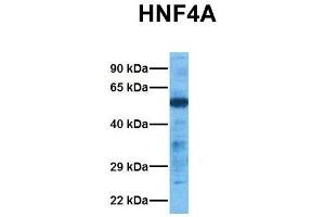 Western Blotting (WB) image for anti-Hepatocyte Nuclear Factor 4, alpha (HNF4A) (N-Term) antibody (ABIN2777514)