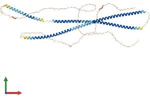 Protein Structure (PS) image for Keratin 6A (KRT6A) (AA 1-553) protein (His tag) (ABIN7563361)