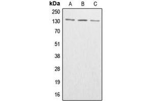 ABL1/2 Antikörper  (C-Term, pTyr393, pTyr439)
