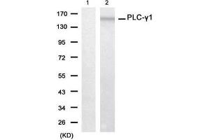 Western blot analysis of extracts from 293 cell using PLC-γ1 (Ab-771) Antibody (E021523, Lane 1 and 2 ) (Phospholipase C gamma 1 Antikörper)
