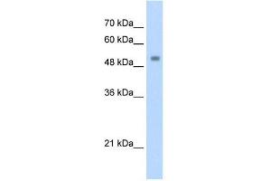 Transfected 293T; WB Suggested Anti-ZSCAN21 Antibody Titration: 1. (ZSCAN21 Antikörper  (C-Term))