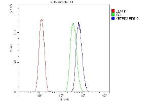 anti-Kelch Repeat and BTB (POZ) Domain Containing 2 (KBTBD2) antibody