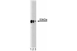 Western blot analysis of TEF-1 on A431 lysate. (TEAD1 Antikörper  (AA 86-199))