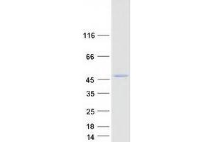Validation with Western Blot