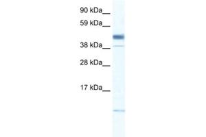 Western Blotting (WB) image for anti-Zinc Finger, Matrin-Type 1 (ZMAT1) antibody (ABIN2460158) (ZMAT1 Antikörper)