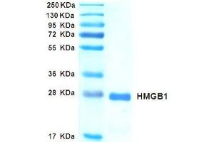 SDS-PAGE with Coomassie Blue staining (HMGB1 Protein)