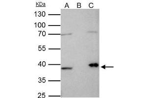 IP Image Fibrillarin antibody immunoprecipitates FBL protein in IP experiments. (Fibrillarin Antikörper)