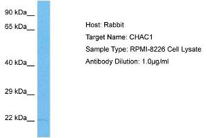 Host: Rabbit Target Name: CHAC1 Sample Tissue: Human RPMI 8226 Whole Cell Antibody Dilution: 1ug/ml