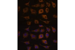 Immunofluorescence analysis of L929 cells using CHRN antibody (ABIN6133256, ABIN6138583, ABIN6138584 and ABIN6218660) at dilution of 1:100. (CHRNA7 Antikörper  (AA 23-230))