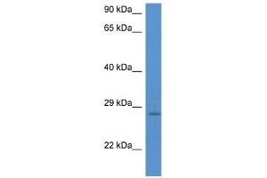 Western Blot showing EIF6 antibody used at a concentration of 1 ug/ml against Hela Cell Lysate (EIF6 Antikörper  (N-Term))