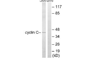 Western blot analysis of extracts from LOVO cells, using Cyclin C (Ab-275) antibody.